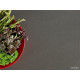 Belenco Forza Fume 5050New